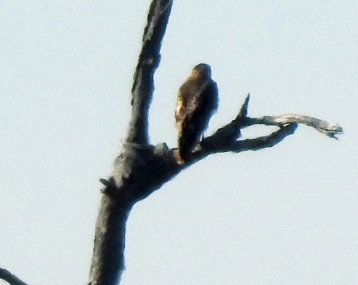 Red-tailed Hawk - ML614082360