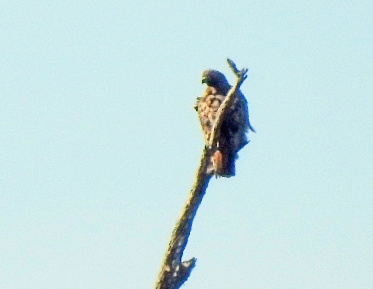 Red-tailed Hawk - ML614082361