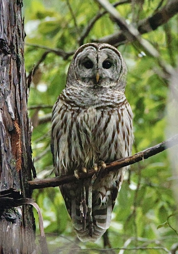 Barred Owl - Mark Sawyer