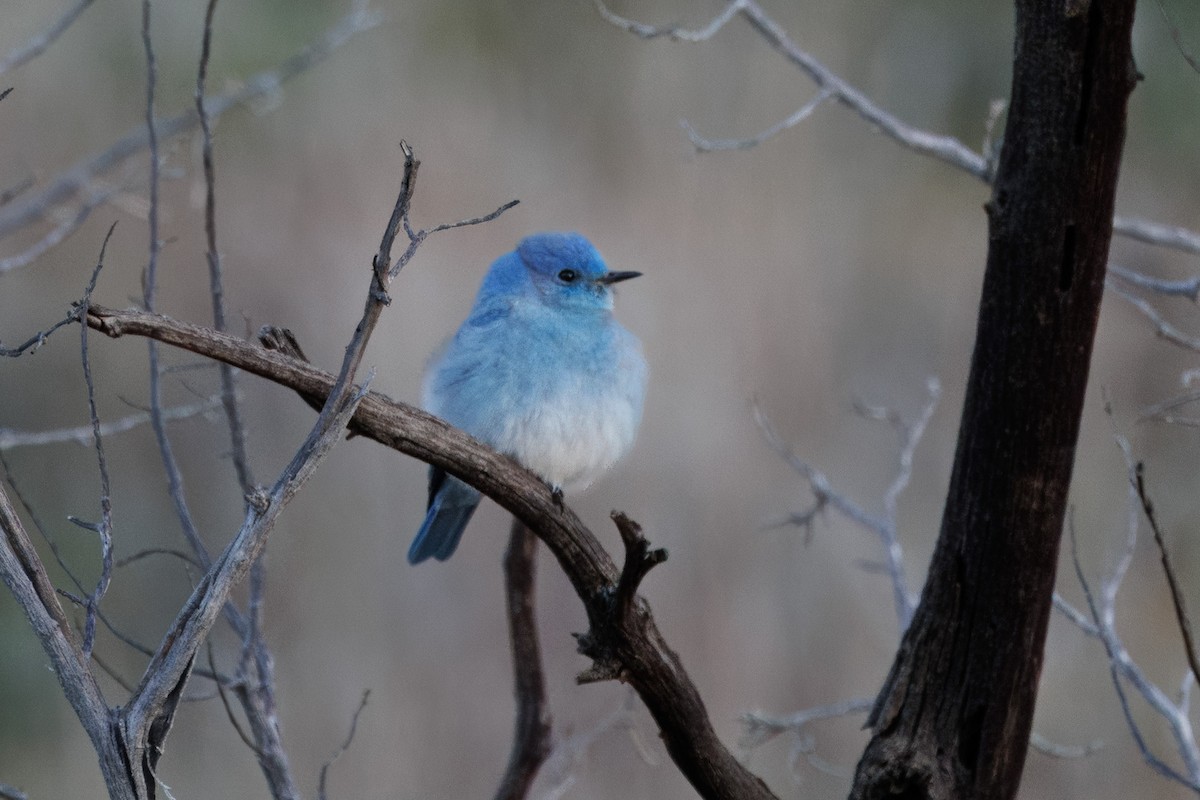 Mountain Bluebird - ML614082444