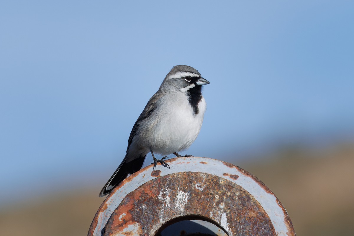 Black-throated Sparrow - John Callender