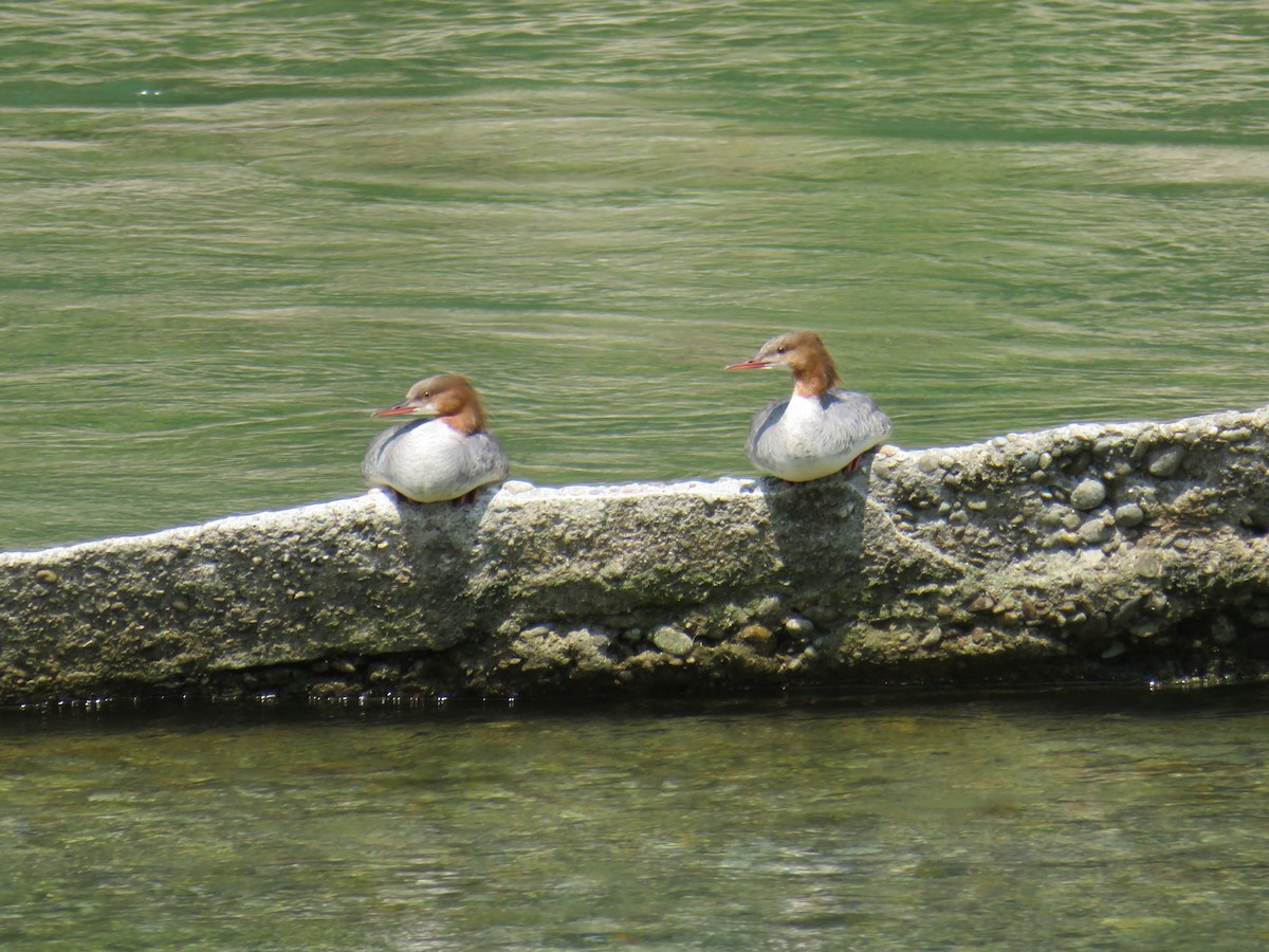 Common Merganser - ML614082522