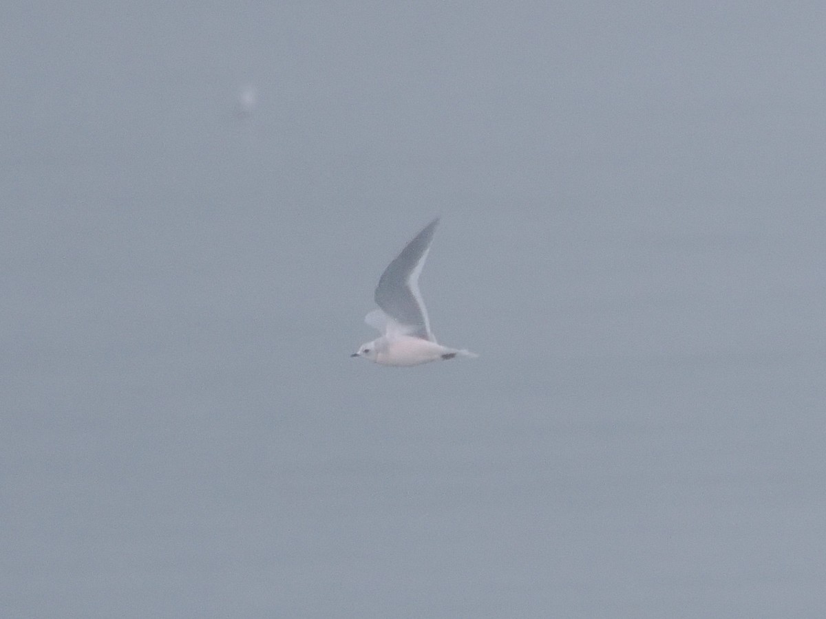 Mouette rosée - ML614082526