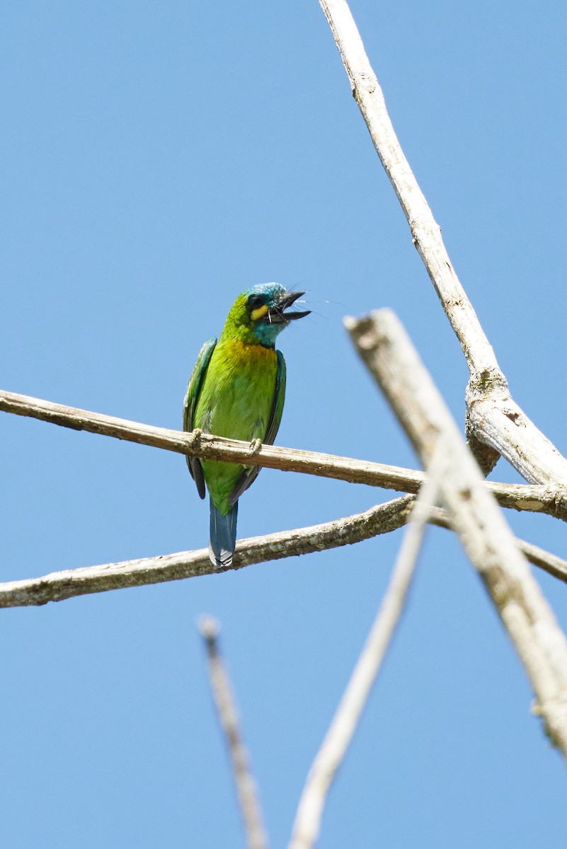 barbet žlutouchý - ML614082535