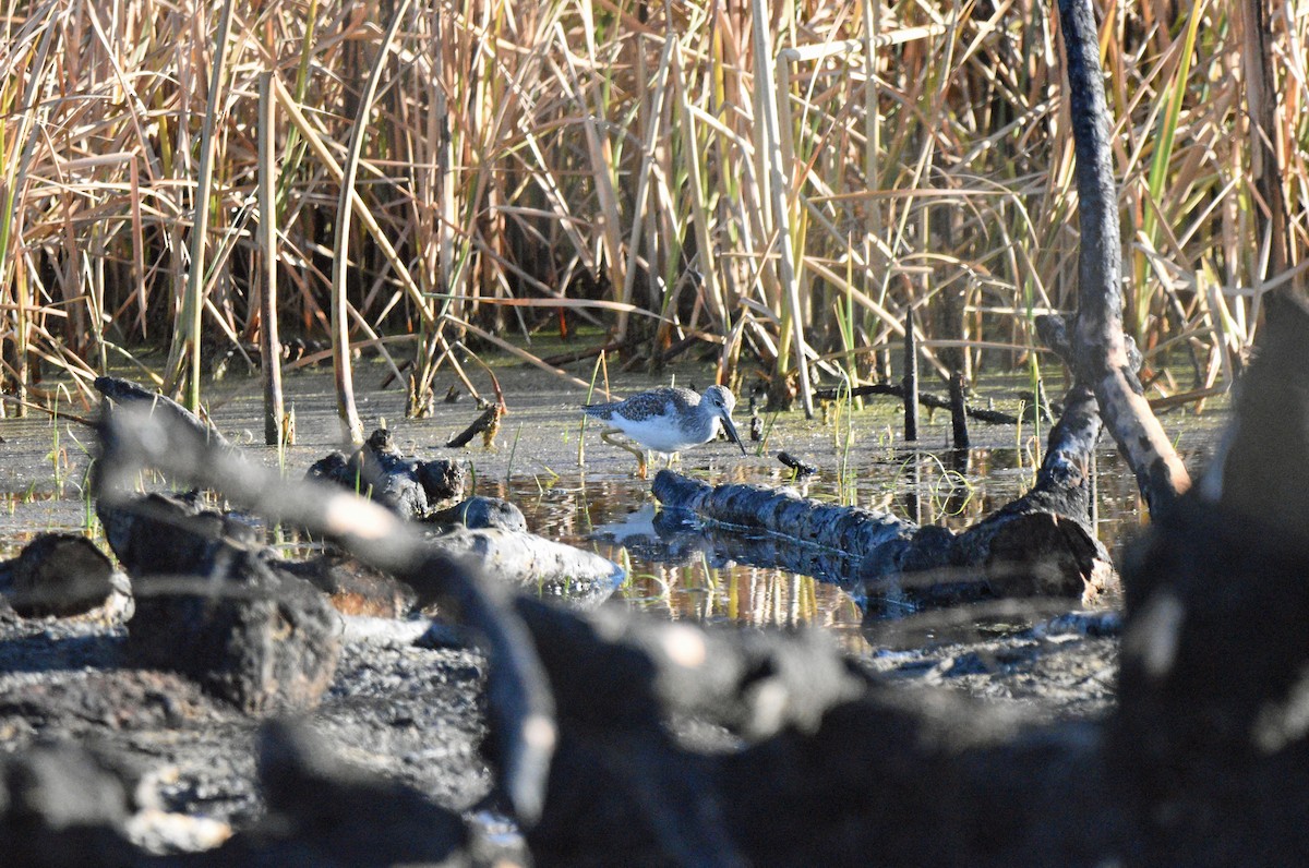 Greater Yellowlegs - ML614082625