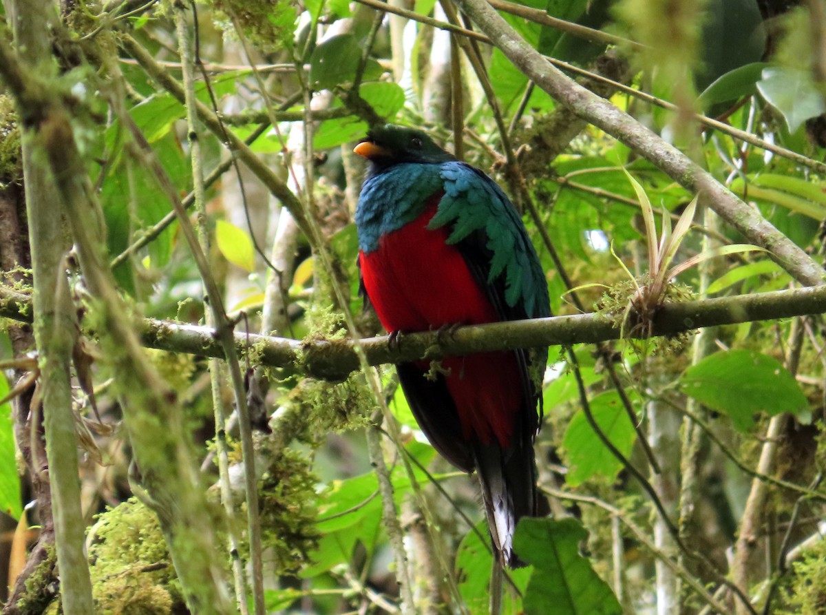 Golden-headed Quetzal - ML614082634