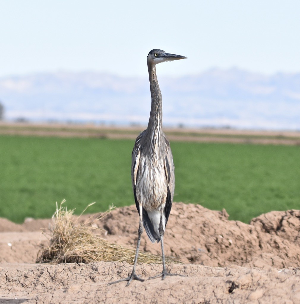 Garza Azulada - ML614082635