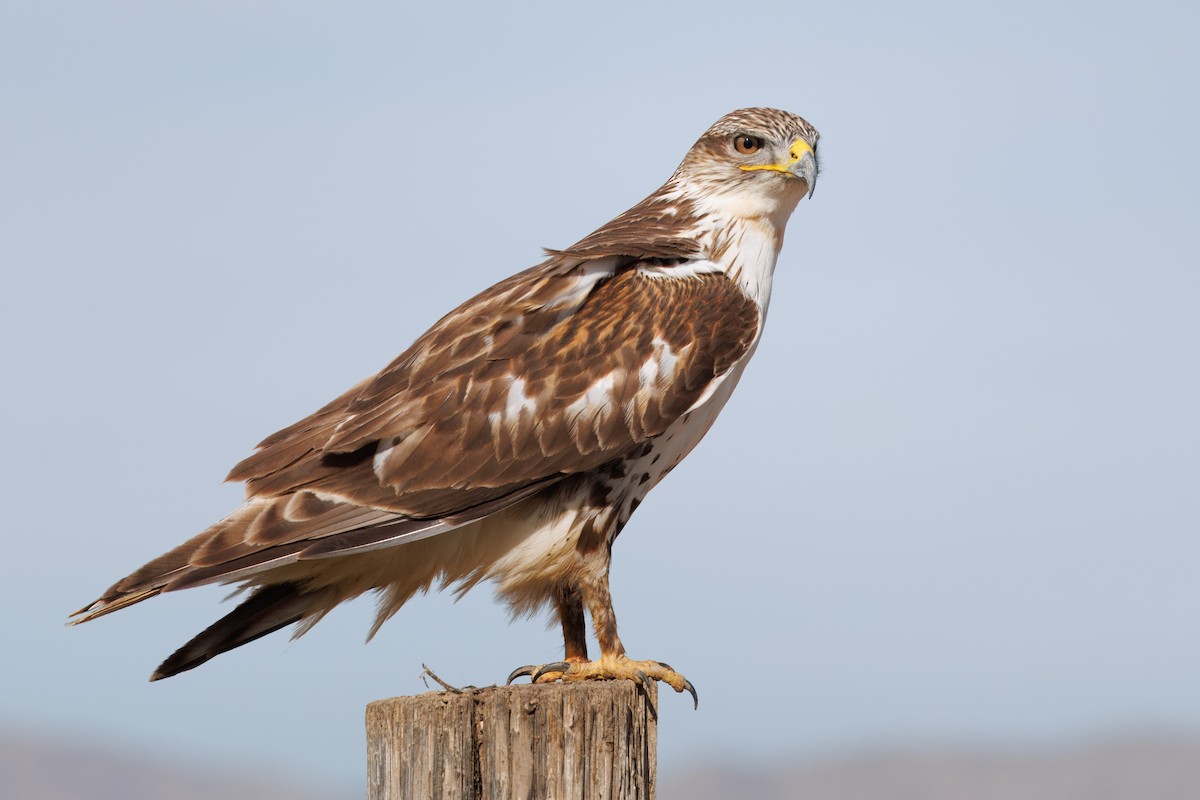 Ferruginous Hawk - John Callender