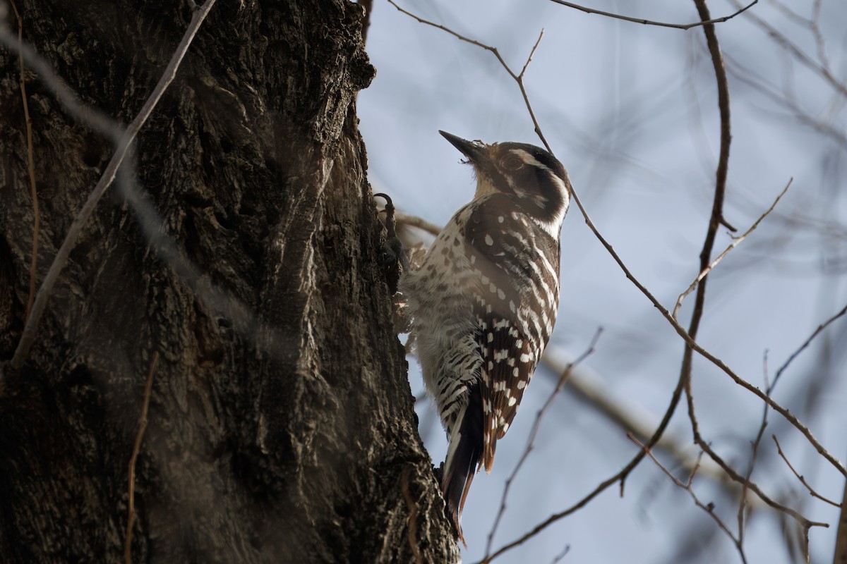 Nuttall's Woodpecker - ML614082695