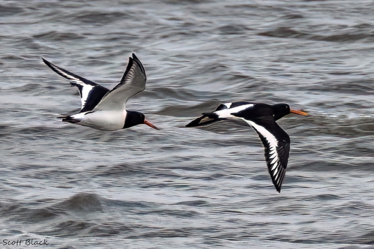 Eurasian Oystercatcher - Kathleen Black