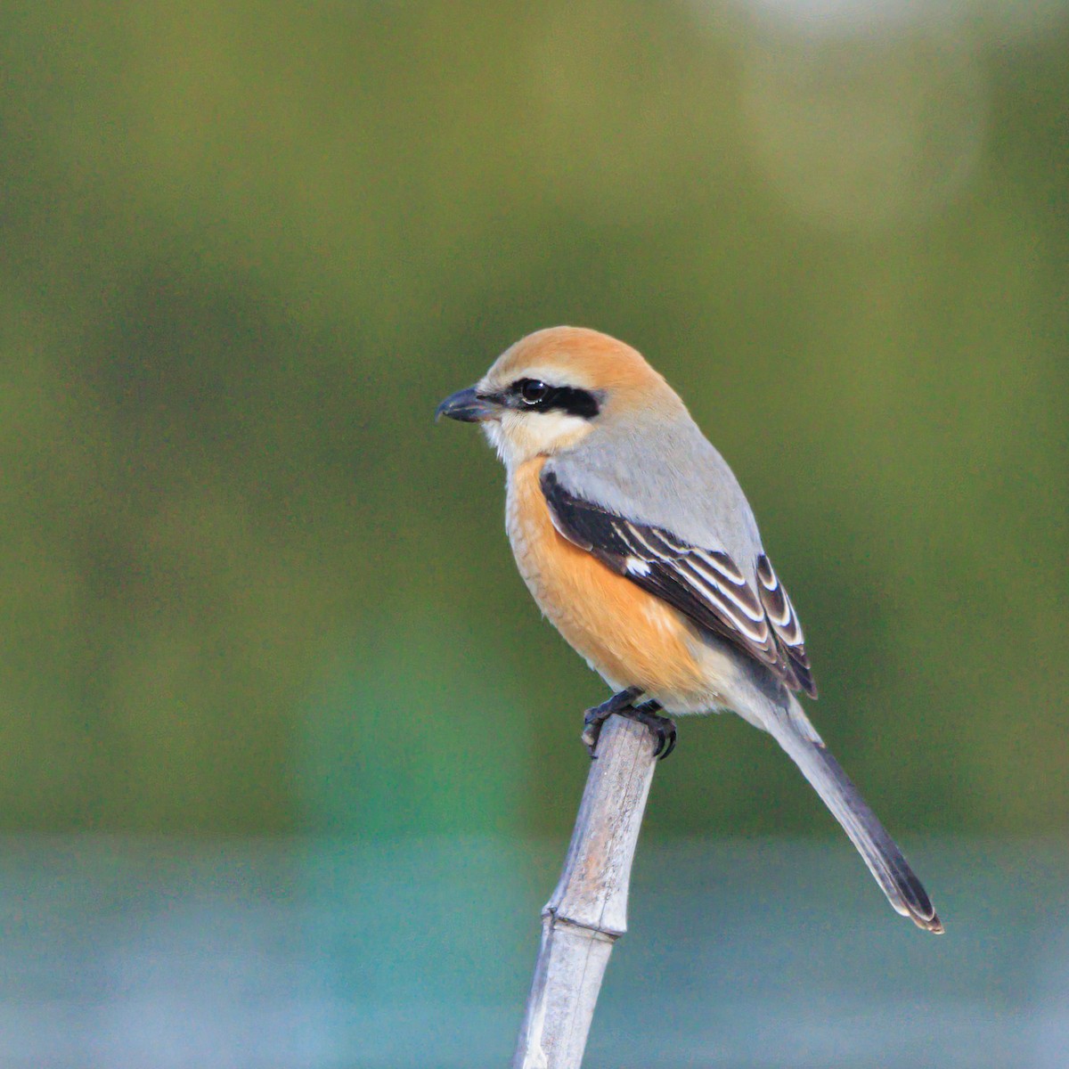 Bull-headed Shrike - ML614082800