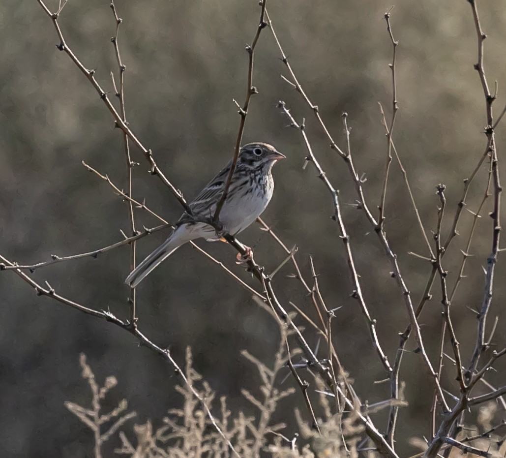 Vesper Sparrow - Damon Haan