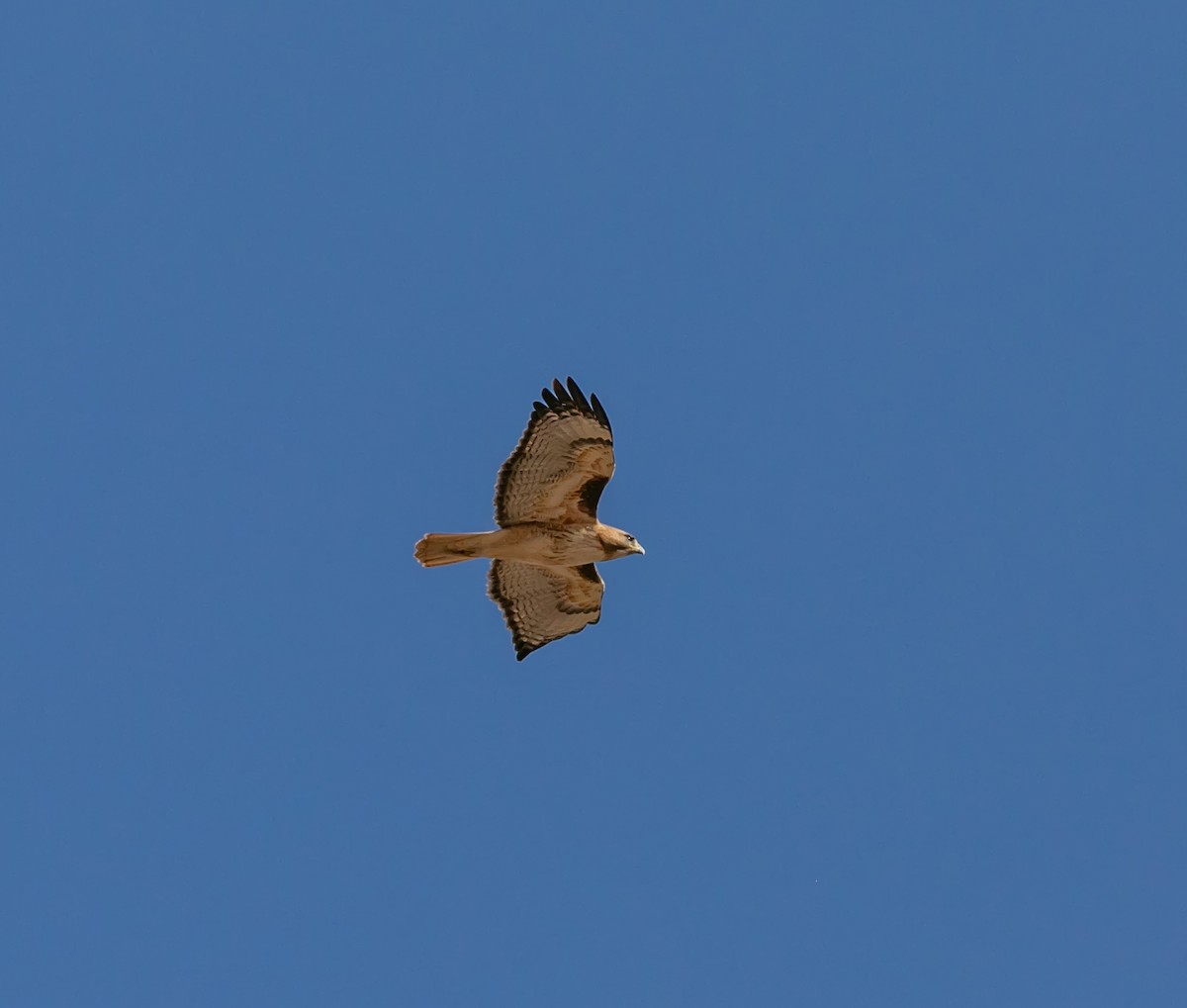 Red-tailed Hawk - Damon Haan