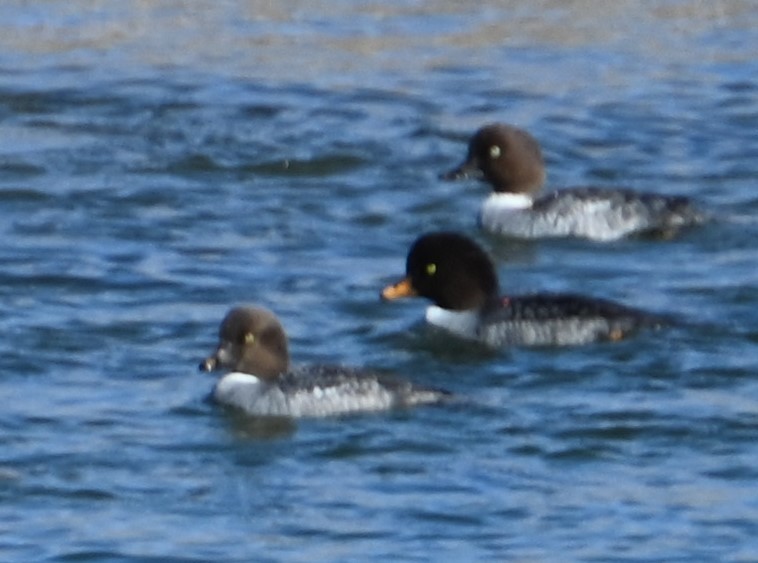 Barrow's Goldeneye - ML614083006