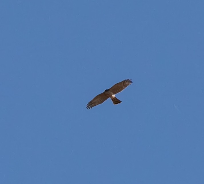 Sharp-shinned Hawk - Damon Haan