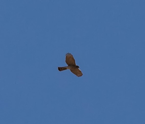 Sharp-shinned Hawk - ML614083027