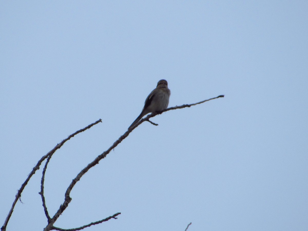 Northern Shrike - ML614083069