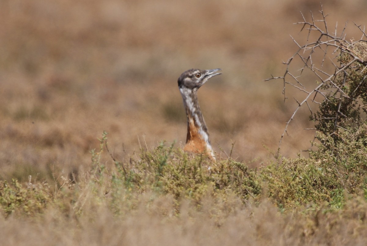 Ludwig's Bustard - ML614083126