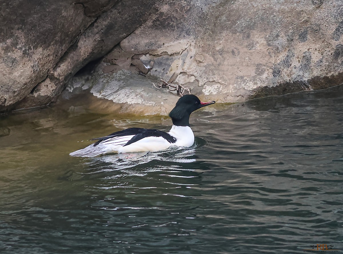 Common Merganser - ML614083144