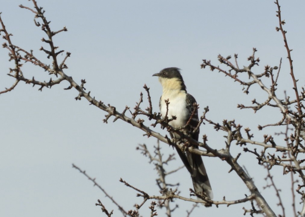kukačka chocholatá - ML614083147