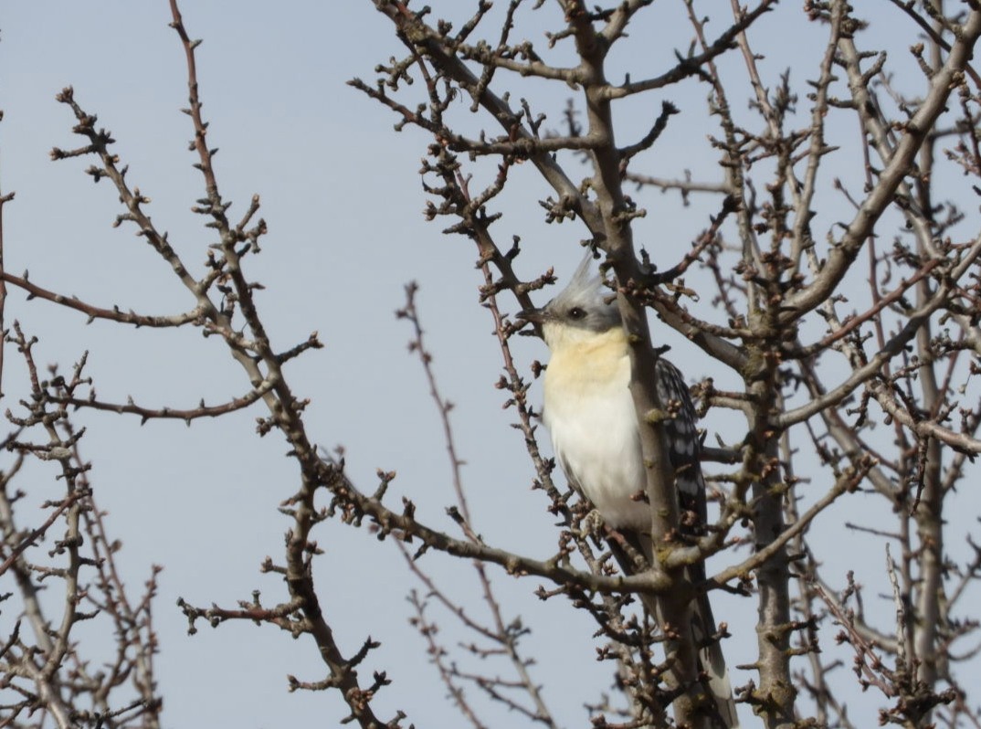 kukačka chocholatá - ML614083148