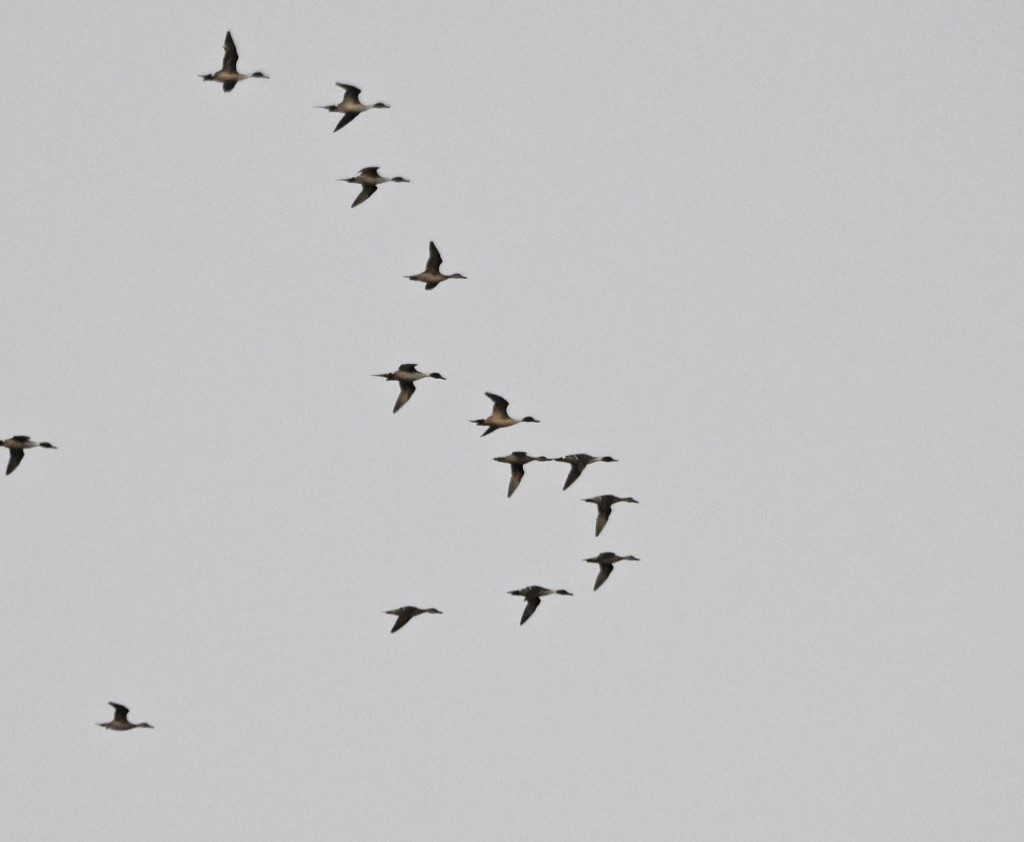 Northern Pintail - ML614083199