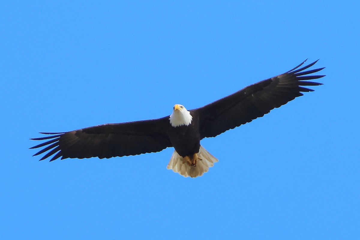 Bald Eagle - ML614083209