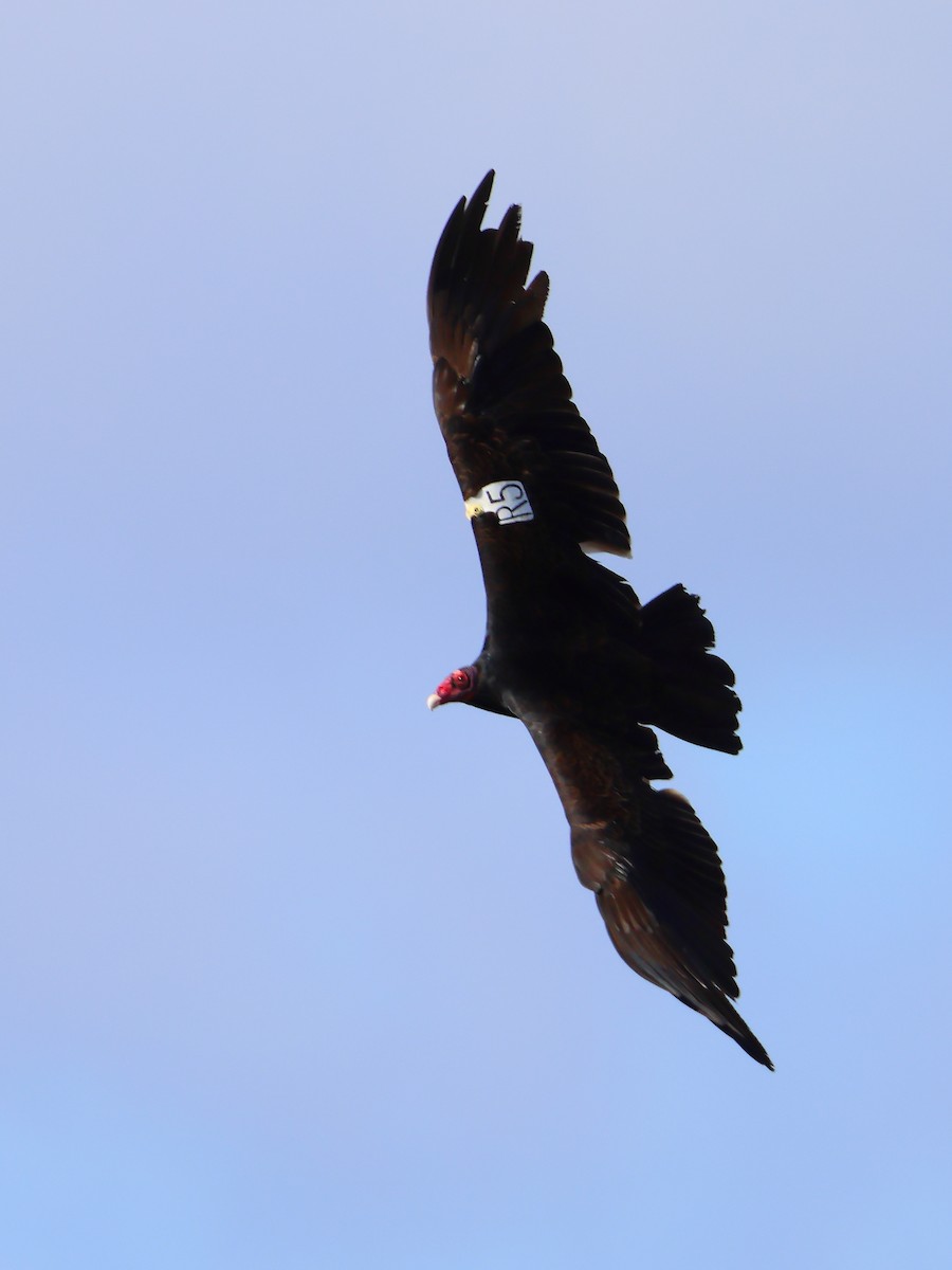Turkey Vulture - Michael Farivar