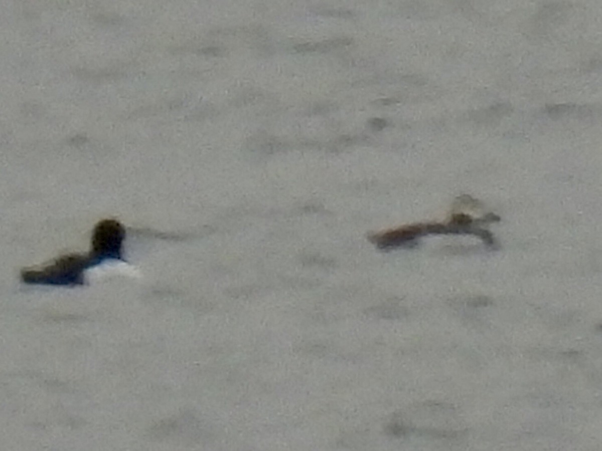 Long-tailed Duck - ML614083238