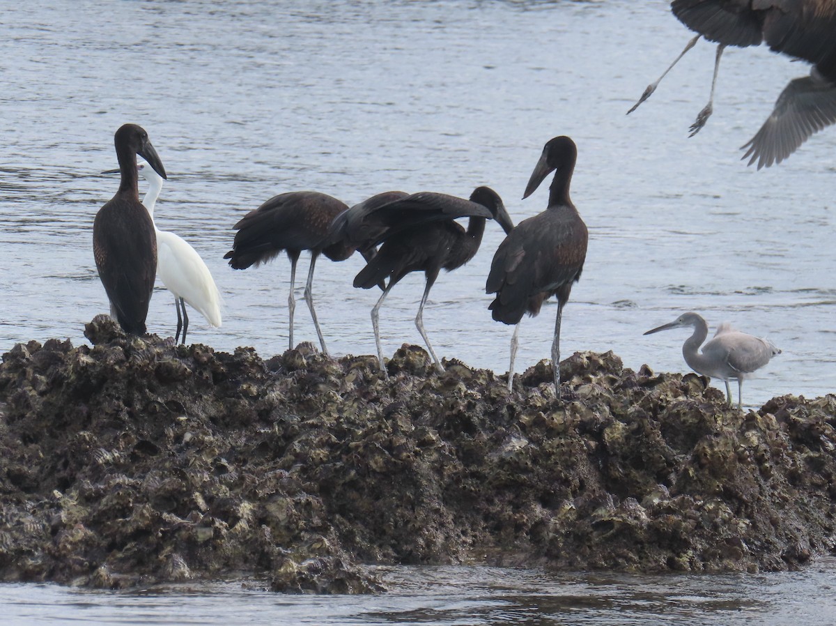 African Openbill - ML614083280