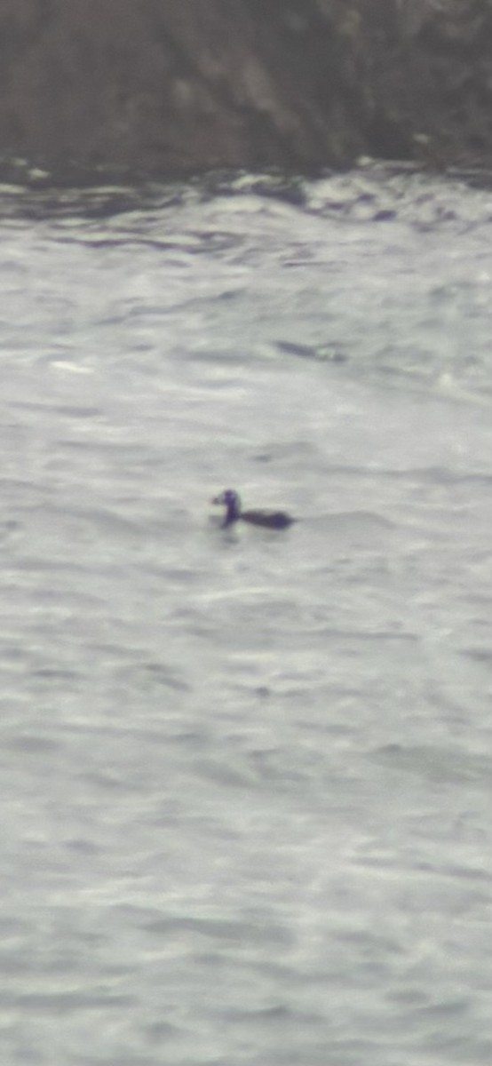 Harlequin Duck - ML614083310