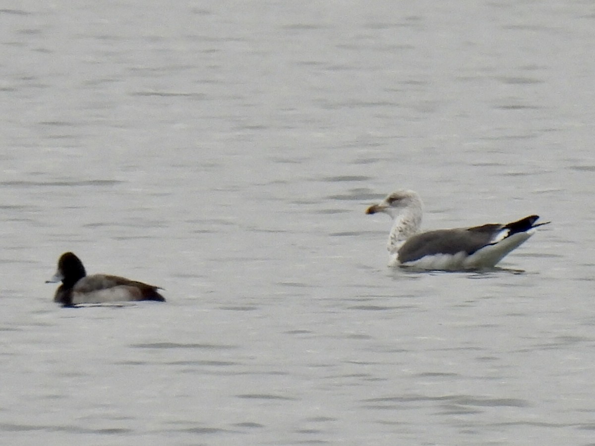 Lesser Black-backed Gull - ML614083321