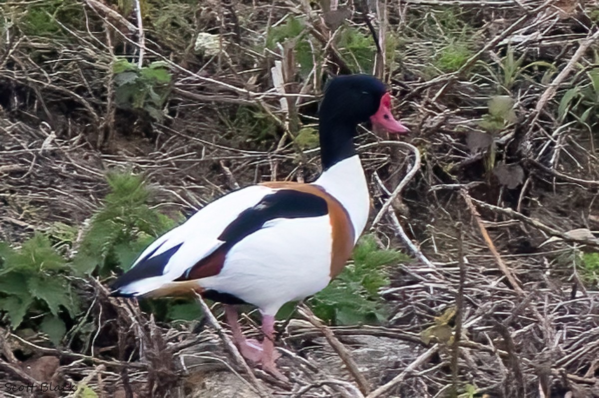 Common Shelduck - ML614083335