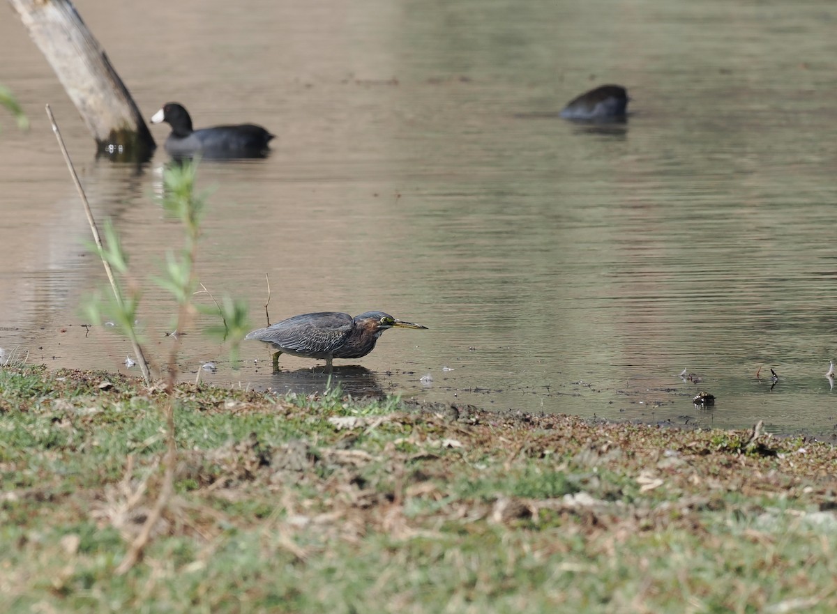 Green Heron - ML614083344