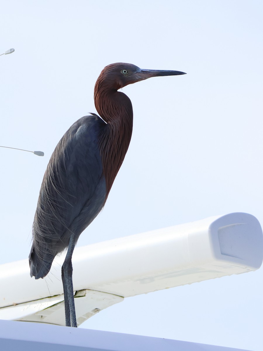 Reddish Egret - Michael Farivar