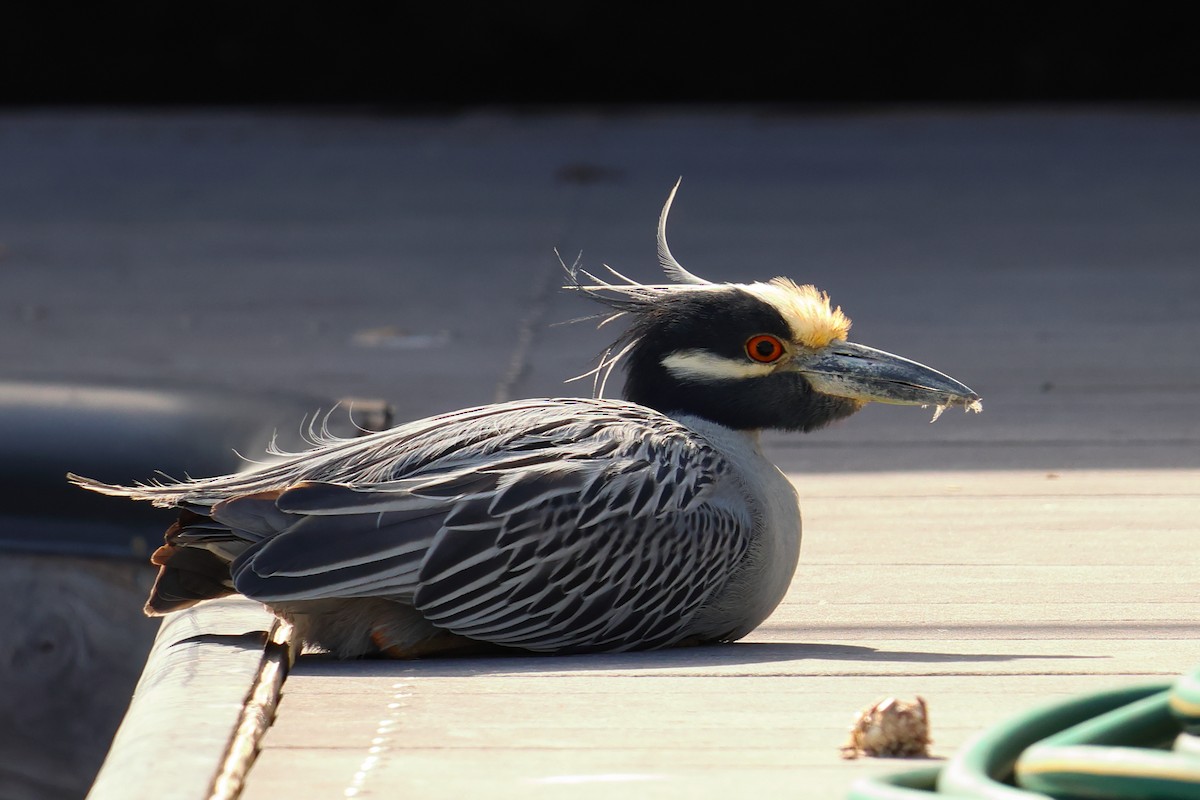 Yellow-crowned Night Heron - Michael Farivar