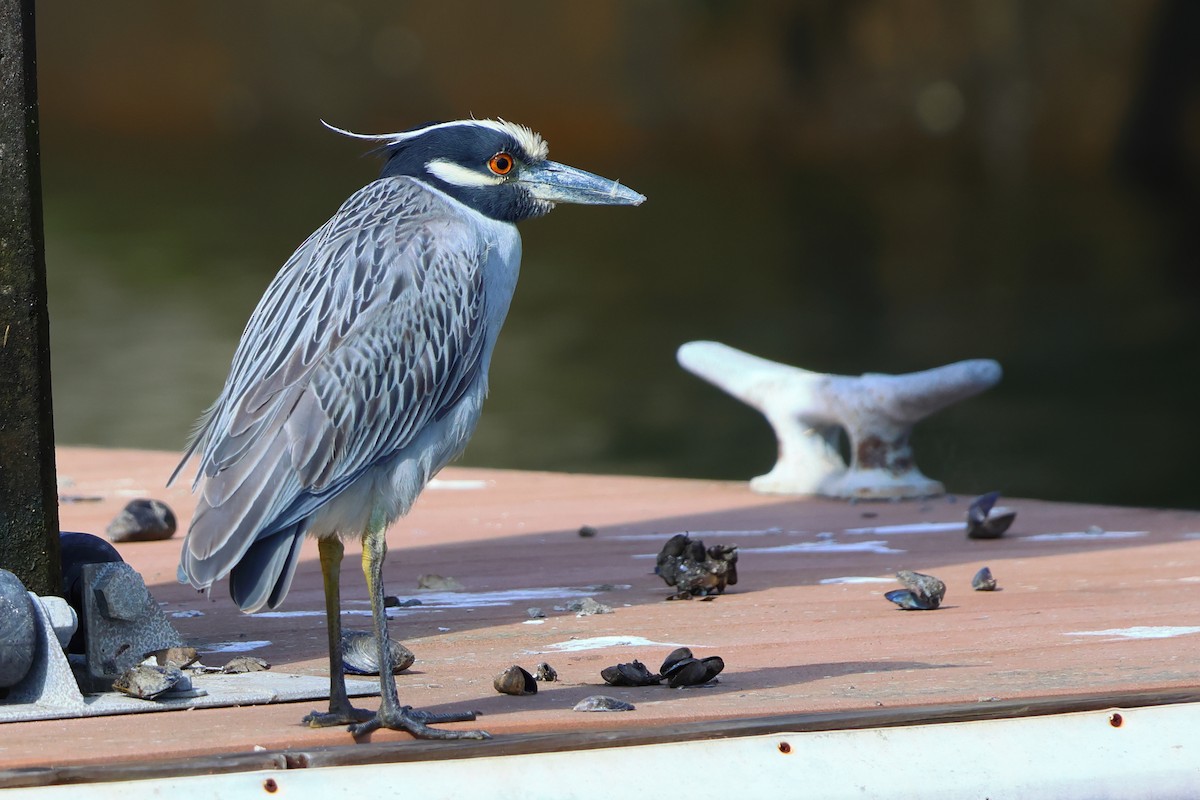 Yellow-crowned Night Heron - ML614083368