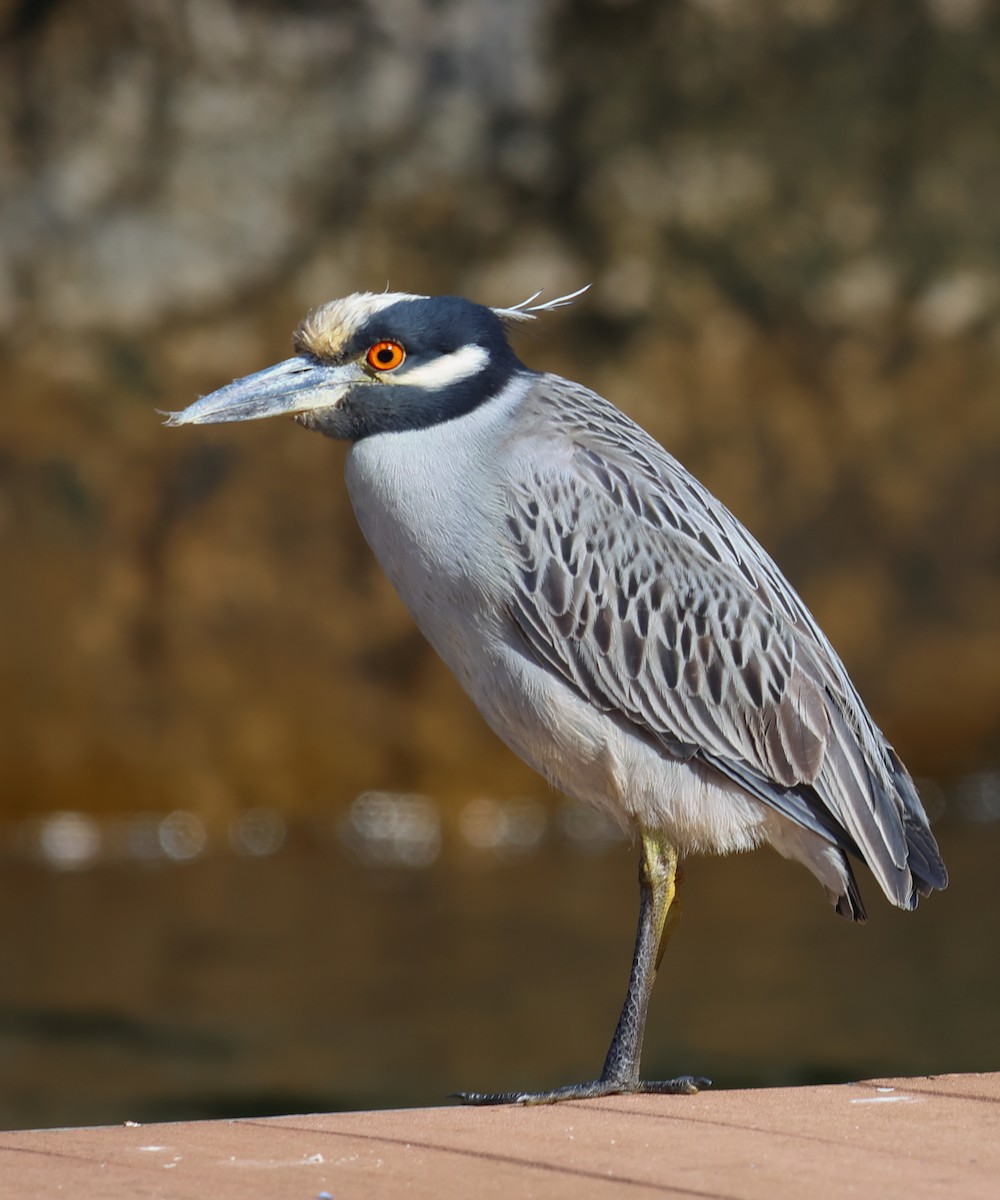 Yellow-crowned Night Heron - ML614083369