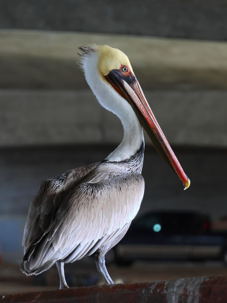 Brown Pelican - ML614083400