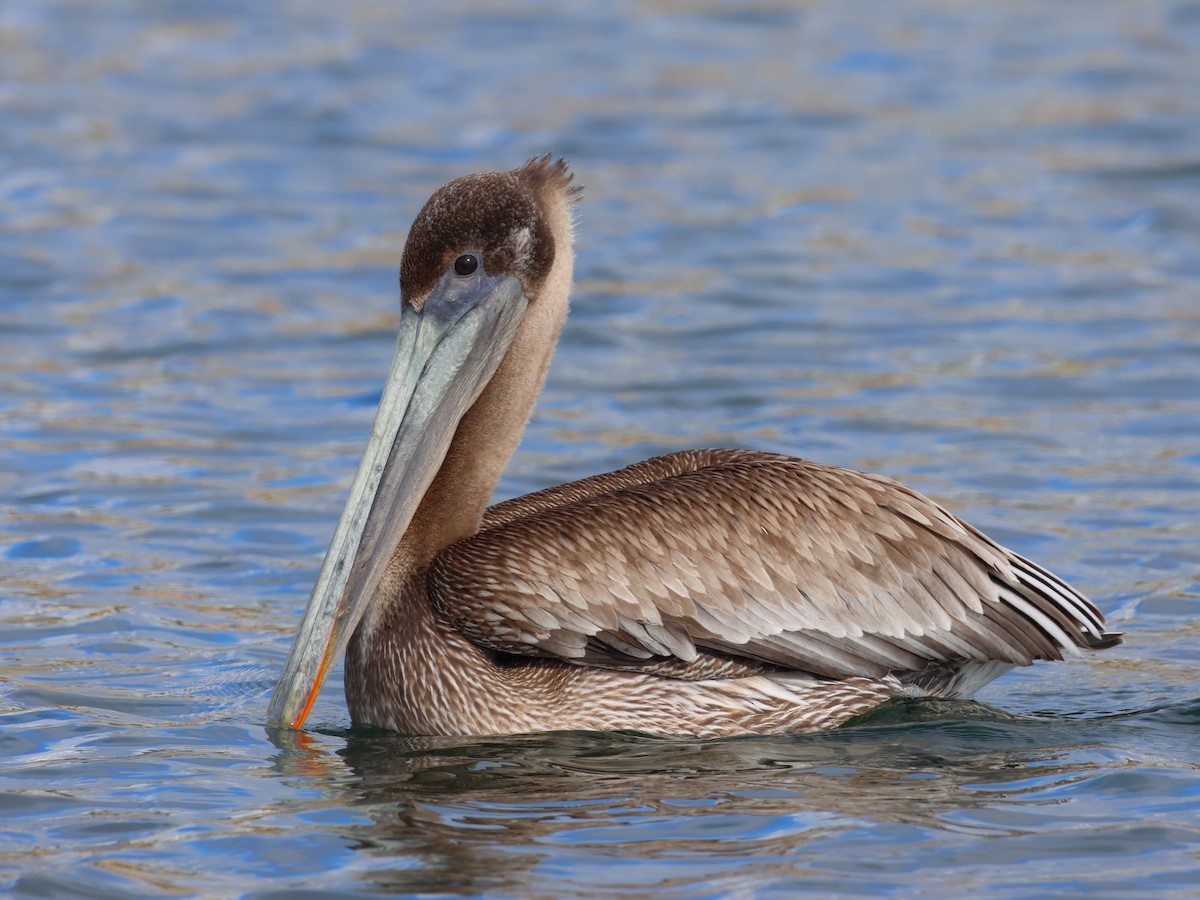 Brown Pelican - ML614083401