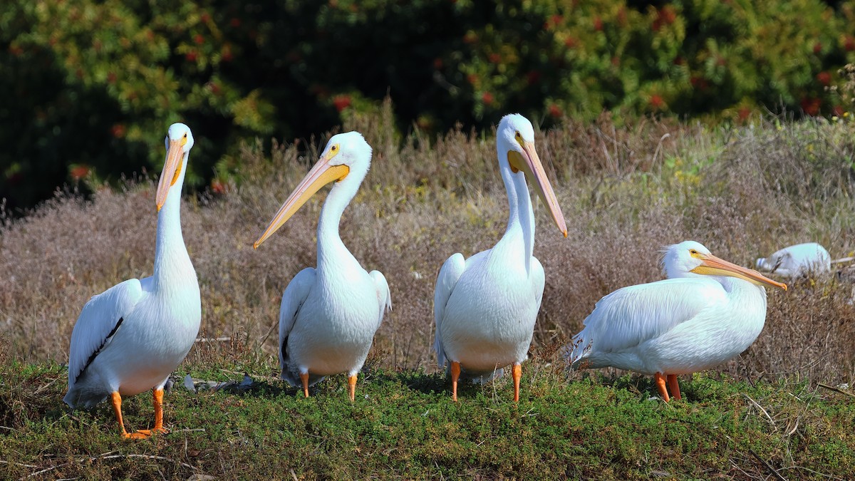 American White Pelican - ML614083404