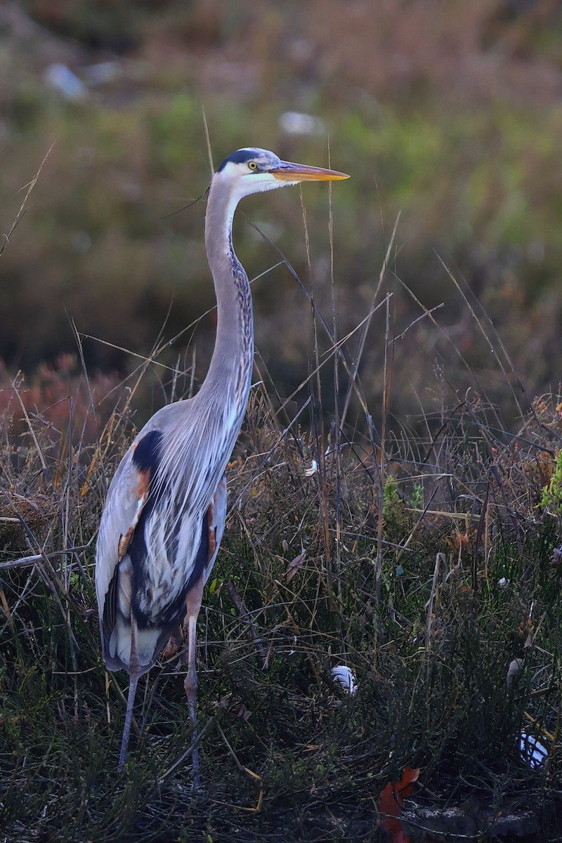 Great Blue Heron - ML614083446