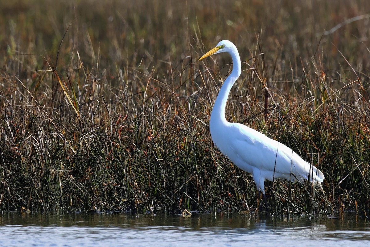 Great Egret - Michael Farivar