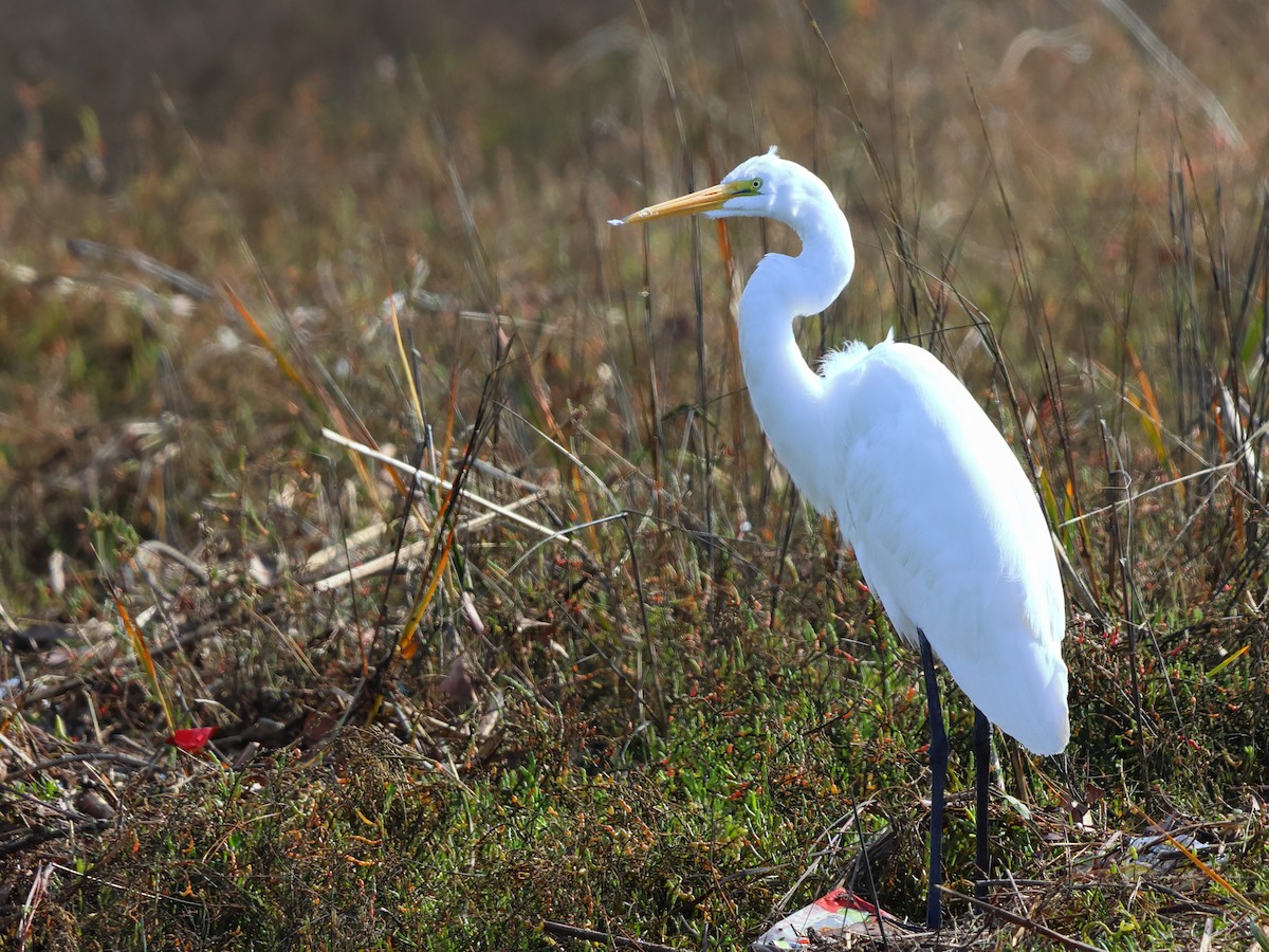 Great Egret - ML614083450