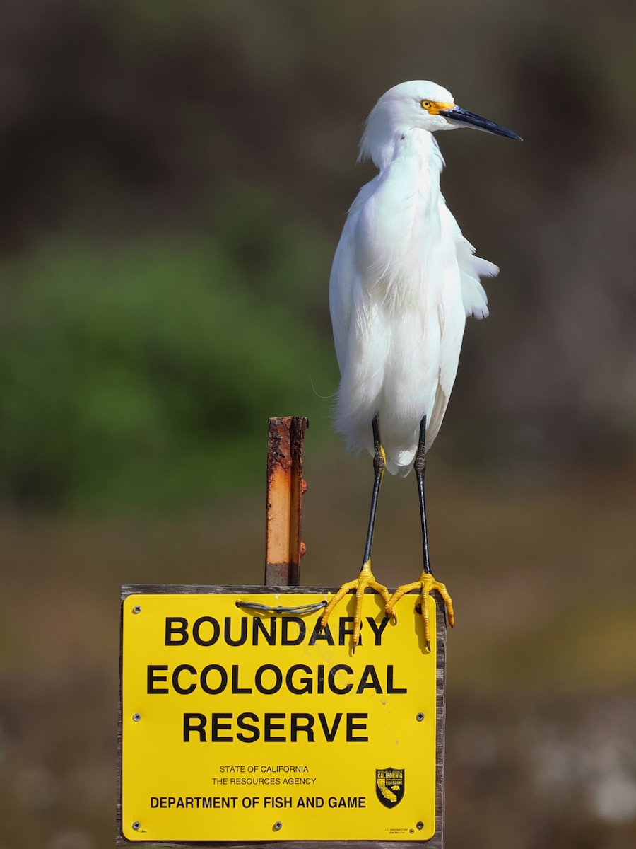 Snowy Egret - ML614083461