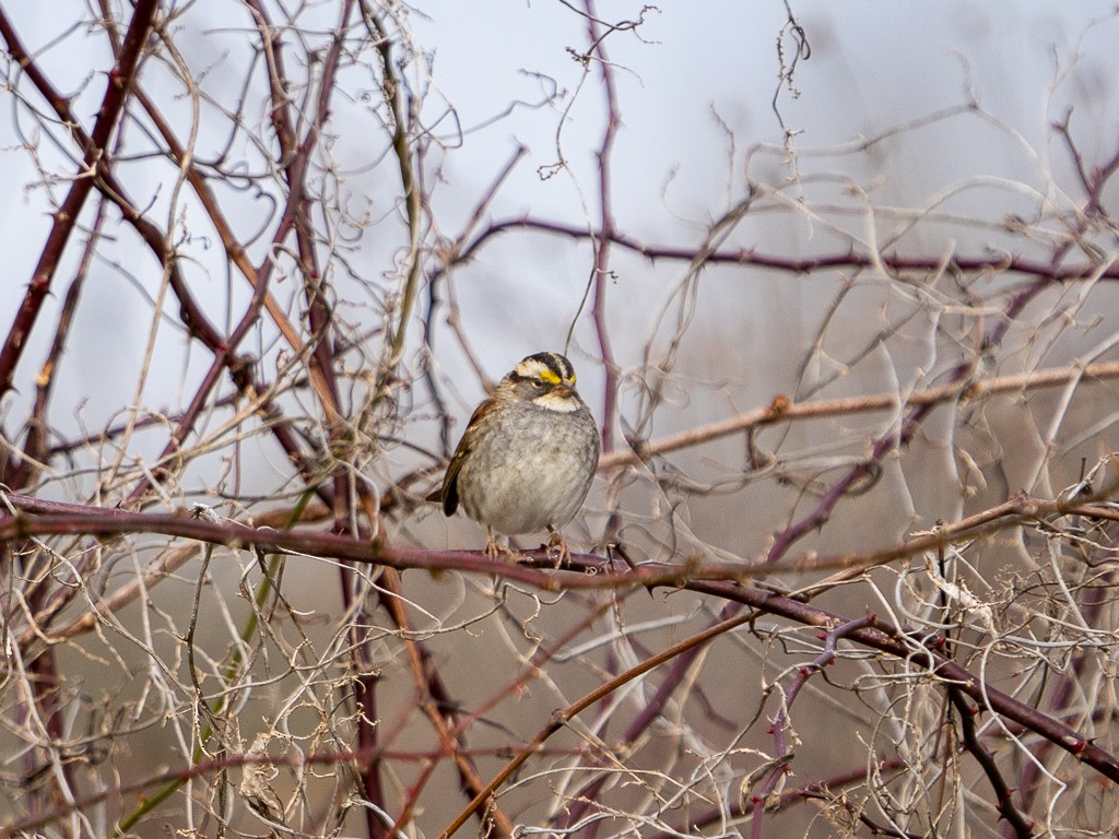 White-throated Sparrow - Ana Kaahanui
