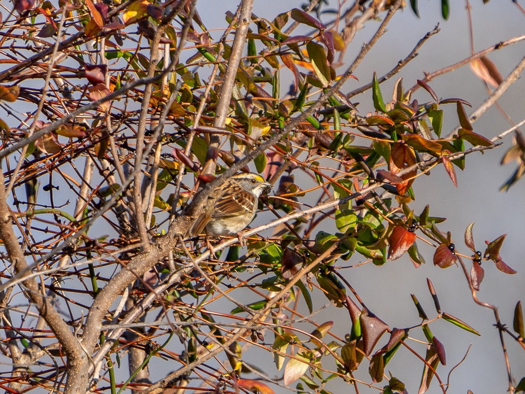White-throated Sparrow - Ana Kaahanui