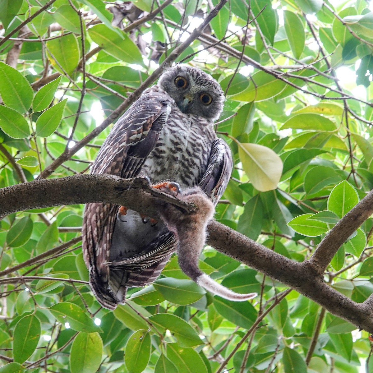 sovka statná - ML614083629