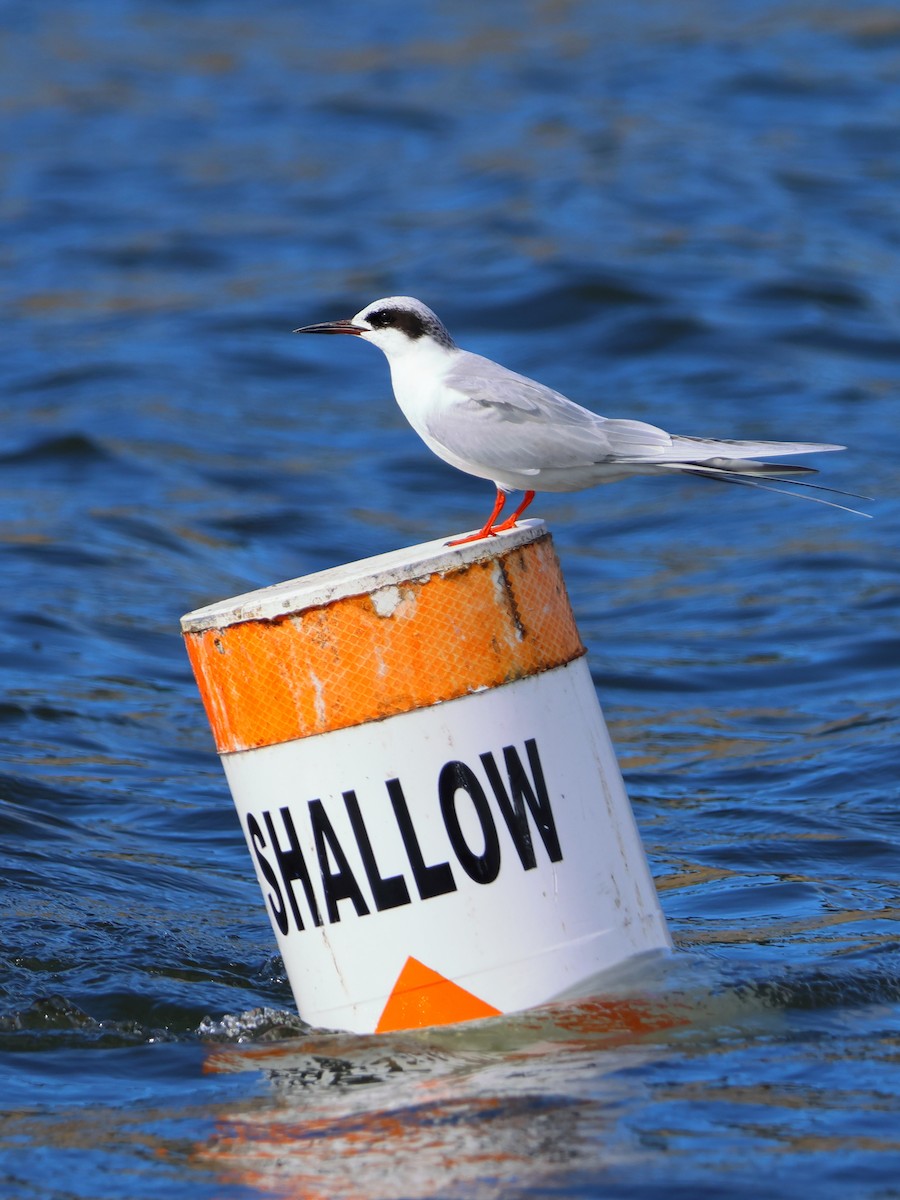 Forster's Tern - ML614083632