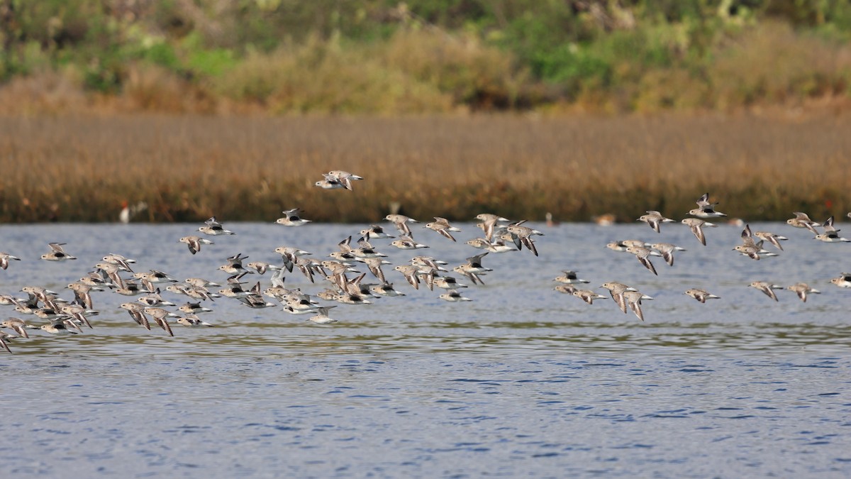 Black-bellied Plover - ML614083636